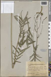 Poterium tenuifolium var. album (Trautv. & C.A.Mey.) J.H.Xue, Chepinoga & K.P.Ma, Сибирь, Дальний Восток (S6) (Россия)