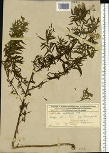Achillea salicifolia subsp. salicifolia, Восточная Европа, Московская область и Москва (E4a) (Россия)