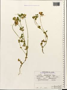 Lotus corniculatus subsp. corniculatus, Кавказ, Северная Осетия, Ингушетия и Чечня (K1c) (Россия)
