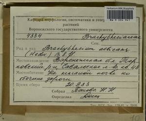 Brachythecium albicans (Hedw.) Schimp., Гербарий мохообразных, Мхи - Центральное Черноземье (B10) (Россия)