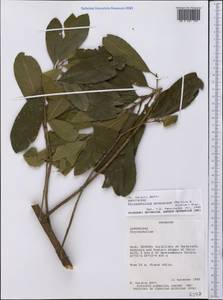 Chrysophyllum gonocarpum (Mart. & Eichler) Engl., Америка (AMER) (Парагвай)
