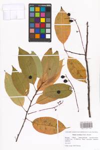 Черемуха поздняя Ehrh., Восточная Европа, Московская область и Москва (E4a) (Россия)