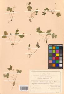 Кислица обыкновенная L., Сибирь, Дальний Восток (S6) (Россия)