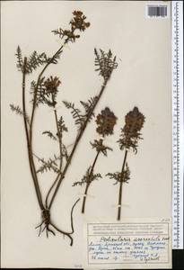 Pedicularis anthemifolia subsp. elatior (Regel) Tsoong, Средняя Азия и Казахстан, Северный и Центральный Тянь-Шань (M4) (Казахстан)