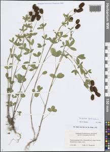 Клевер каштановый, Клевер темно-каштановый L., Восточная Европа, Северо-Западный район (E2) (Россия)