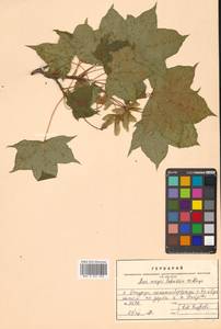 Клен Майра (Schwer.) H.Ohashi, Сибирь, Дальний Восток (S6) (Россия)