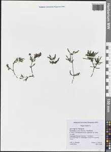 Наяда большая All., Западная Европа (EUR) (Германия)