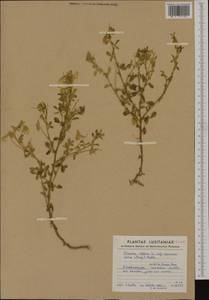 Ononis natrix subsp. ramosissima (Desf.)Batt., Западная Европа (EUR) (Португалия)