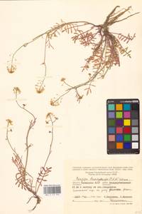 Жерушник короткоплодный (C.A.Mey.) Hayek, Восточная Европа, Нижневолжский район (E9) (Россия)