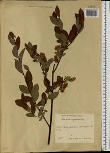 Salix myrsinifolia subsp. myrsinifolia, Восточная Европа, Московская область и Москва (E4a) (Россия)