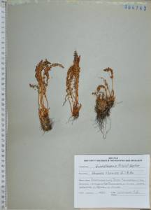 Вудсия эльбская (L.) R.Br., Сибирь, Дальний Восток (S6) (Россия)