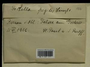 Tortella fragilis (Drumm.) Limpr., Гербарий мохообразных, Мхи - Западная Европа (BEu) (Германия)