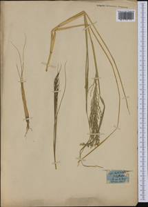 Festuca paniculata (L.) Schinz & Thell., Америка (AMER) (Неизвестно)