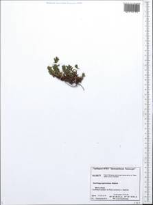 Камнеломка гребенчато-реснитчатая, Сибирь, Центральная Сибирь (S3) (Россия)