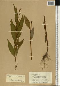 Горец развесистый, Горец щавелелистный (L.) Gray, Восточная Европа, Западно-Украинский район (E13) (Украина)