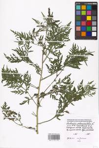 Амброзия полынелистная L., Восточная Европа, Московская область и Москва (E4a) (Россия)