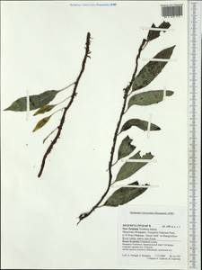 Polypodiopsida, Австралия и Океания (AUSTR) (Новая Зеландия)