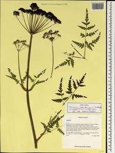 Ханзения Вебербауэра (Fedde ex H. Wolff) Pimenov & Kljuykov, Зарубежная Азия (ASIA) (КНР)