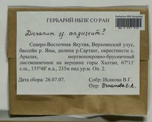 Dicranum angustum Lindb., Гербарий мохообразных, Мхи - Якутия (B19) (Россия)