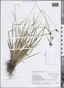 Осока желтая L., Восточная Европа, Центральный район (E4) (Россия)