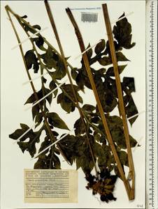 Tacca leontopetaloides (L.) Kuntze, Африка (AFR) (Сейшельские острова)