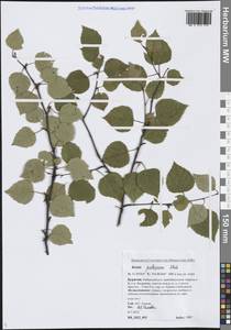 Береза пушистая Ehrh., Сибирь, Прибайкалье и Забайкалье (S4) (Россия)