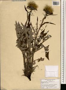 Saussurea nepalensis Spreng., Зарубежная Азия (ASIA) (Индия)