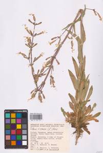 Смолевка клейкая (L.) Pers., Восточная Европа, Нижневолжский район (E9) (Россия)