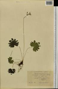 Primula matthioli subsp. sibirica (Andrz. ex Besser) Kovt., Сибирь, Центральная Сибирь (S3) (Россия)