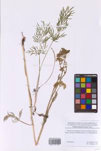 Кадения сомнительная (Schkuhr) Lavrova & V.N.Tikhom., Восточная Европа, Московская область и Москва (E4a) (Россия)