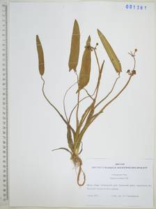 Стрелолист плавающий Pall., Сибирь, Дальний Восток (S6) (Россия)