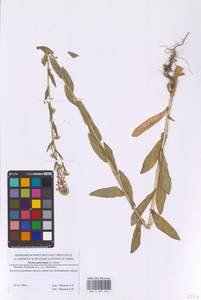 Неслия метельчатая (L.) Desv., Восточная Европа, Московская область и Москва (E4a) (Россия)