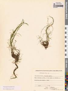 Рдест Берхтольда Fieber, Сибирь, Чукотка и Камчатка (S7) (Россия)