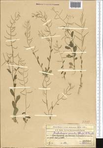 Sisymbrium pumilum Stephan, Средняя Азия и Казахстан, Западный Тянь-Шань и Каратау (M3) (Казахстан)