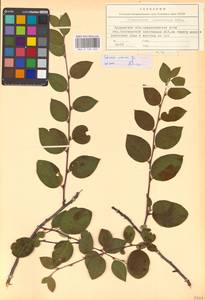 Кизильник рыхлоцветковый (J.Jacq.) Lindl., Восточная Европа, Северный район (E1) (Россия)