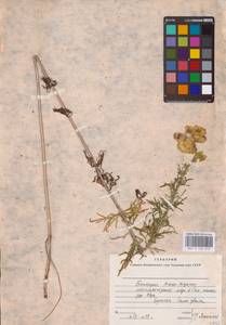 Aconitum anthora subsp. anthora, Восточная Европа, Восточный район (E10) (Россия)