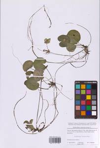 Водокрас обыкновенный, Водокрас лягушачий L., Восточная Европа, Московская область и Москва (E4a) (Россия)