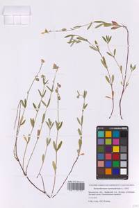 Солнцецвет монетолистный (L.) Mill., Восточная Европа, Московская область и Москва (E4a) (Россия)