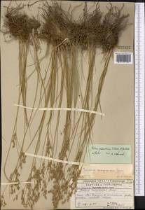 Ситник сырдарьинский V. I. Krecz. & Gontsch., Средняя Азия и Казахстан, Прикаспийский Устюрт и Северное Приаралье (M8) (Казахстан)