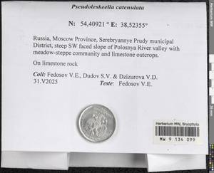 Pseudoleskeella catenulata (Brid. ex Schrad.) Kindb., Гербарий мохообразных, Мхи - Москва и Московская область (B6a) (Россия)