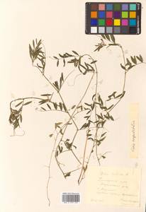 Горошек черный Ehrh., Сибирь, Дальний Восток (S6) (Россия)