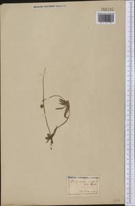 Platystemon californicus Benth., Америка (AMER) (Неизвестно)