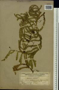 Spinulum annotinum subsp. annotinum, Восточная Европа, Волжско-Камский район (E7) (Россия)