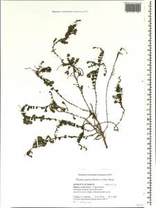 Тимьян крымский, Чабрец крымский Klokov & Des.-Shost., Крым (KRYM) (Россия)