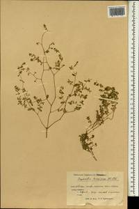 Молочай приземистый Willd., Зарубежная Азия (ASIA) (КНР)