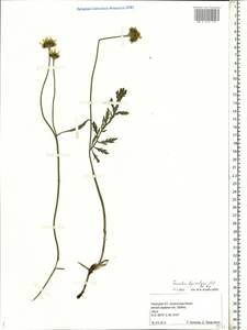 Пижма дваждыперистая (L.) Sch. Bip., Восточная Европа, Северный район (E1) (Россия)