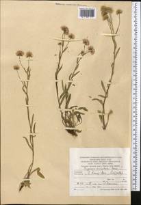 Erigeron acris subsp. acris, Средняя Азия и Казахстан, Копетдаг, Бадхыз, Малый и Большой Балхан (M1) (Туркмения)