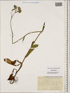 Lactuca racemosa Willd., Кавказ, Ставропольский край, Карачаево-Черкесия, Кабардино-Балкария (K1b) (Россия)