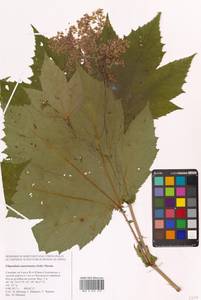 Таволга камчатская (Pall.) Maxim., Сибирь, Дальний Восток (S6) (Россия)