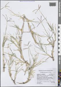 Свинорой пальчатый (L.) Pers., Западная Европа (EUR) (Испания)